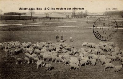 Les moutons de race Merinos