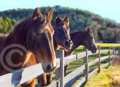 Horses at fence