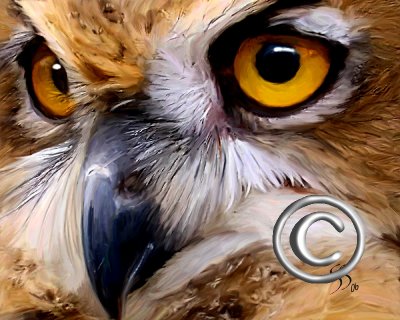 Owl,  Forum Challenge