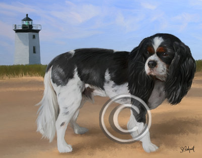 Spaniel on Long Point