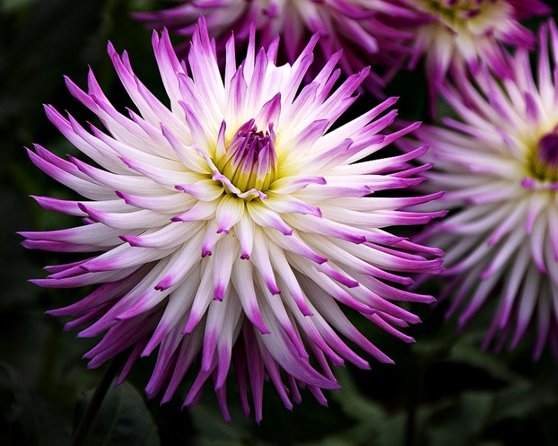 dahlia 4534.jpg