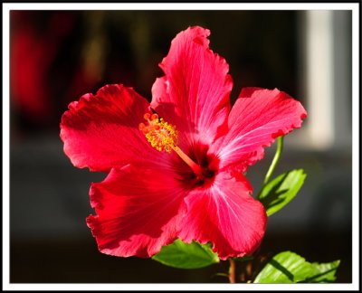 hibiscus .jpg