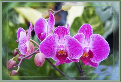 orchid 2-25-435-1.jpg