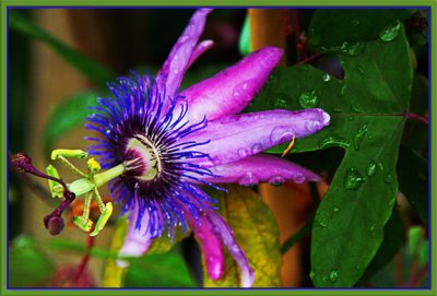 PassionFlower  1566w.jpg