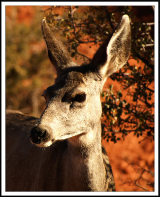 Arches Deer 3.jpg