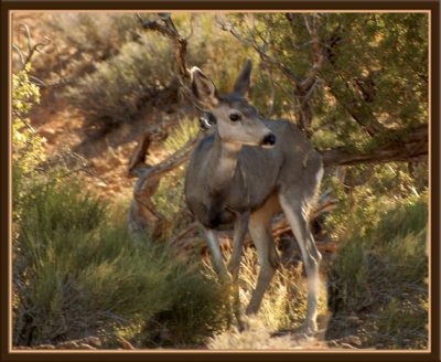 Arches Deer 5672.jpg