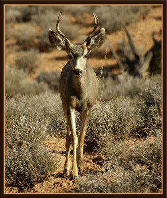 Arches Deer 5696.jpg