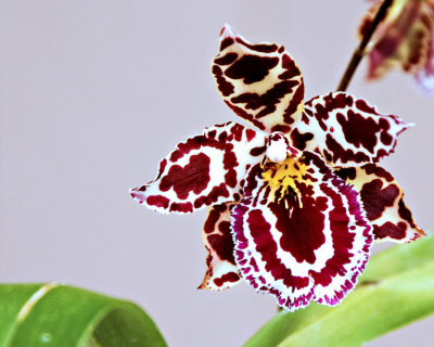 orchid 533.jpg