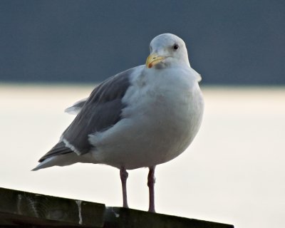 gull 7669.jpg