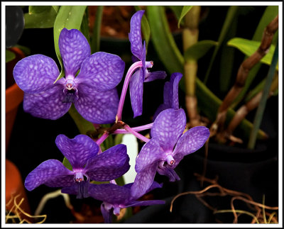 Orchid 7980.jpg