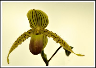 orchid 7983.jpg