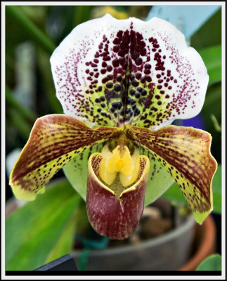 Orchid 8010.jpg