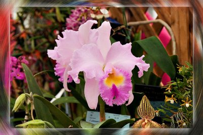 Orchid 8016.jpg