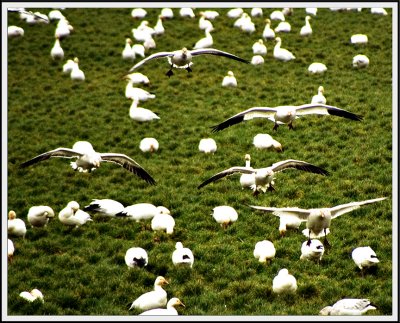 Snow Geese 7922.jpg