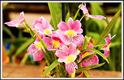 Orchid 7990.jpg