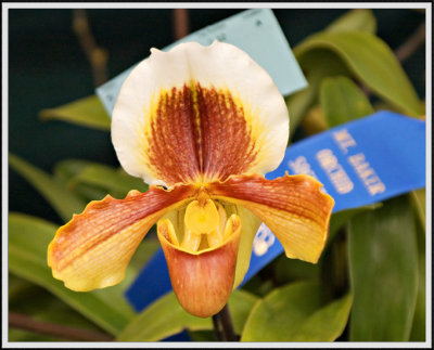 Orchid 8008.jpg