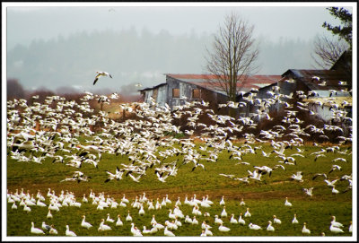 Snow geese 7955.jpg