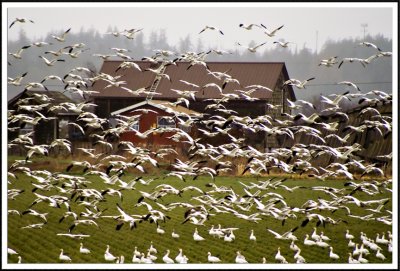 Snow Geese 7958-3.jpg