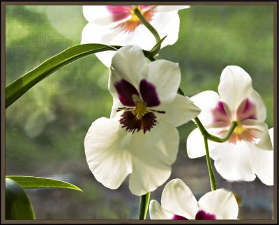 Camano Joy orchid8690.jpg
