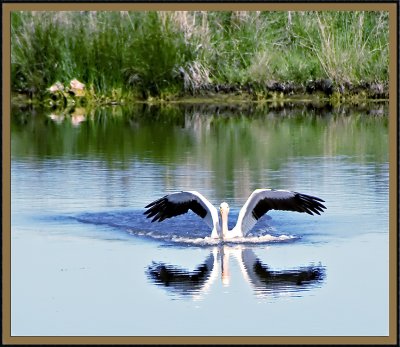 pelican taxiing.jpg