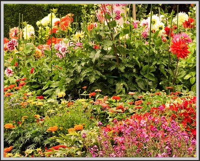 2572-2.jpg  Dahlias in Ebner garden