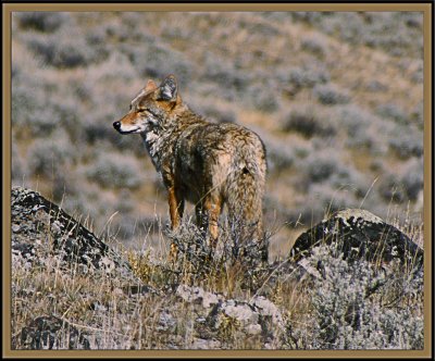 Coyote YNP 4441.jpg