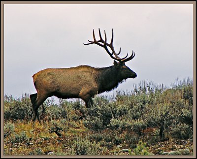 Elk 3723-2.jpg