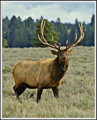 Elk 3816w.jpg