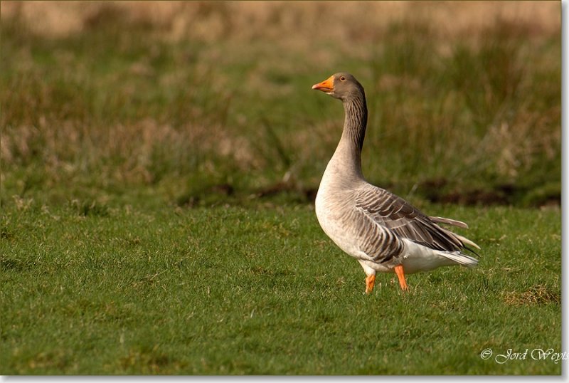 grauwe gans_DSC_2.JPG