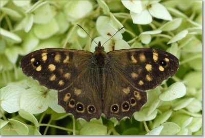 Bont zandoogje - Speckled Wood - Pararge aegeria