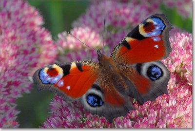 Dagpauwoog - Peacock Butterfly - Inachis io