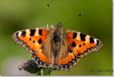 kleine vos_DSC_0020.JPG