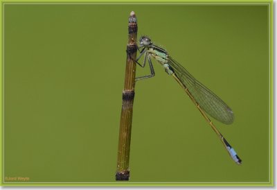 waterjuffer_DSC_0012.JPG