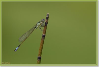 waterjuffer_DSC_0024.JPG