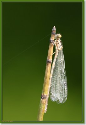waterjuffer_DSC_0013.JPG