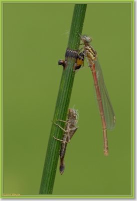 waterjuffer_DSC_0039.JPG
