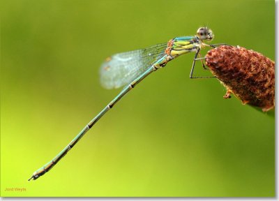 houtpantserjuffer_DSC_0029_filtered.JPG