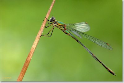 houtpantserjuffer_DSC_0023_filtered.JPG