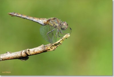 heidelibel_DSC_0037_filtered.JPG
