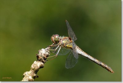 heidelibel_DSC_0045_filtered.JPG
