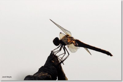 heidelibel_DSC_0052_filtered.JPG