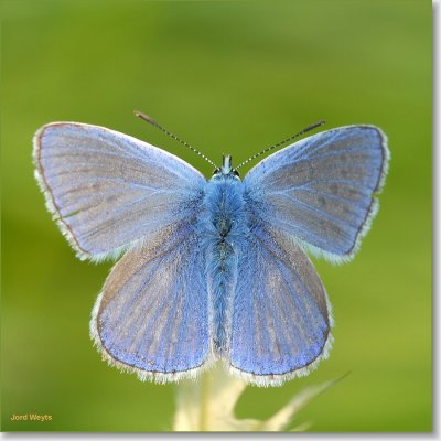 blauwtje_DSC_0089_filtered.JPG