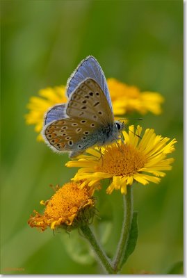 blauwtje_DSC_0110.JPG