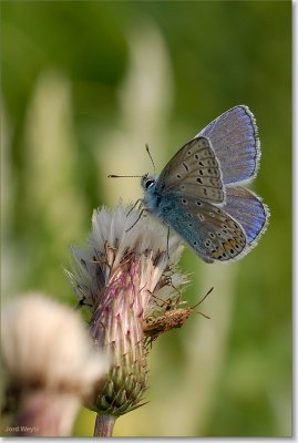blauwtje_DSC_0100.JPG