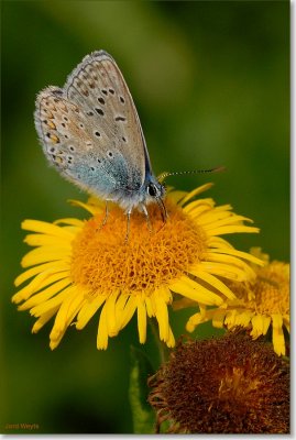 blauwtje_DSC_0061.JPG