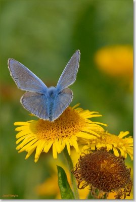 blauwtje_DSC_0062.JPG