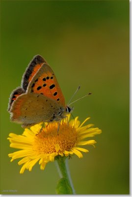 kleine vuurvlinder_DSC_0129.JPG