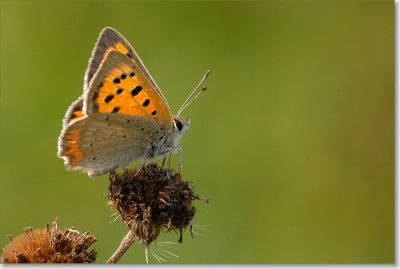 Kleine vuurvlinder - Smal Copper - Lycaena phlaeas