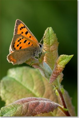 kleine vuurvlinder_DSC_0093.JPG