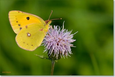 Oranje luzernevlinder - Clauded Yellow - Colias crocea